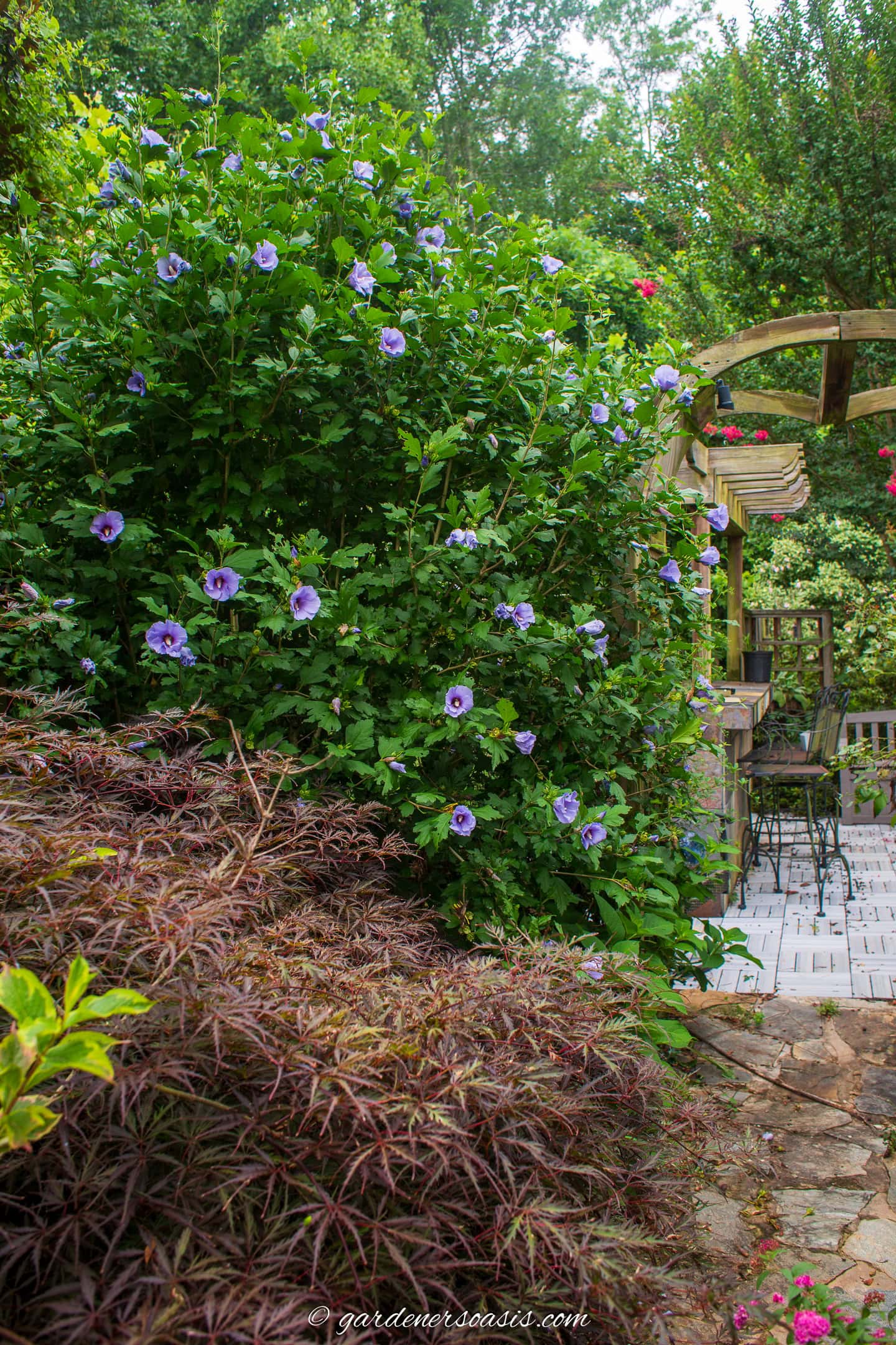 A garden with blooming purple hibiscus bushes, a Japanese maple, and a patio with chairs and a pergola in the background.