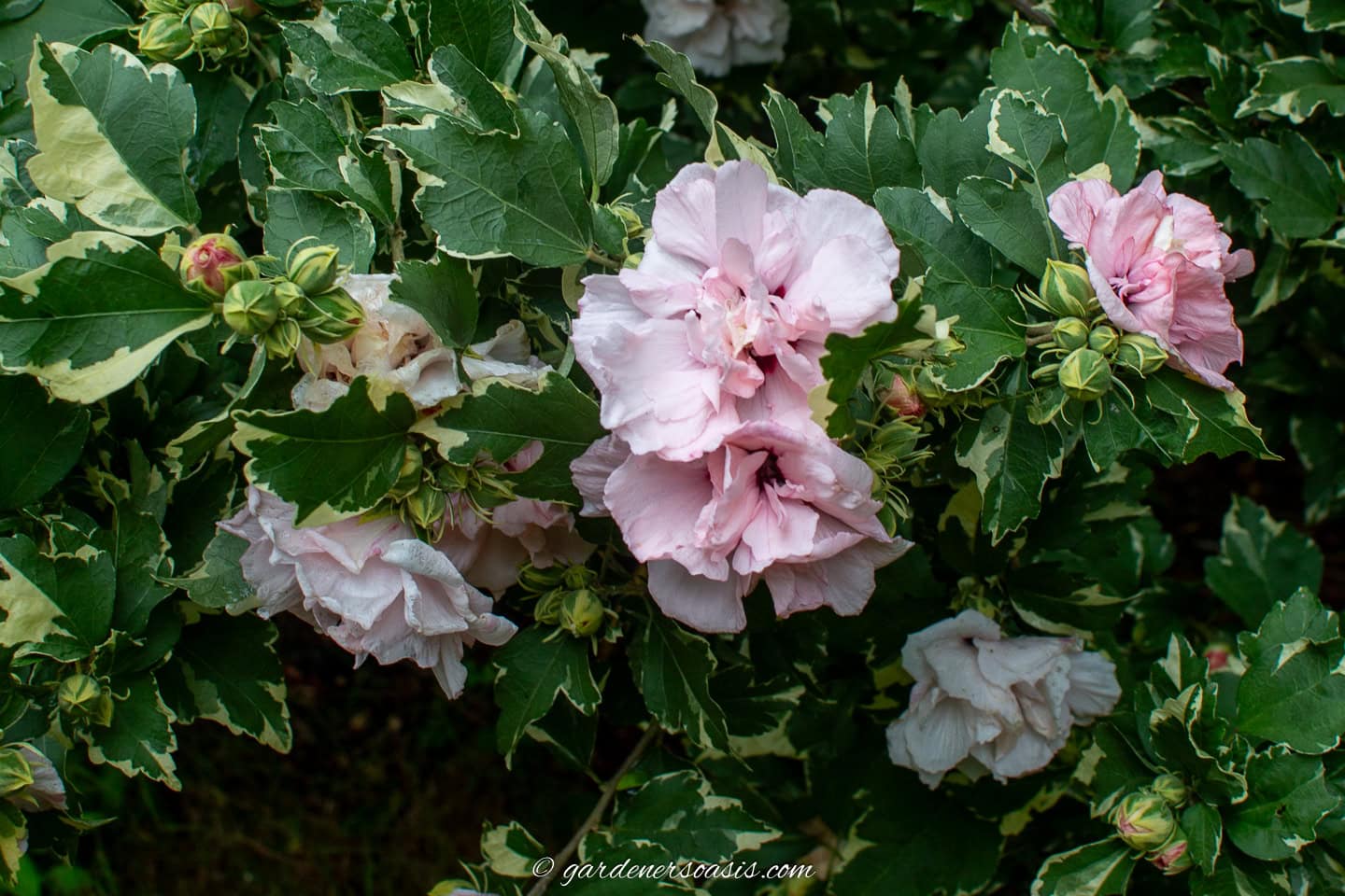 Light pink double hibiscus flowers with green and white variegated leaves on a bush.