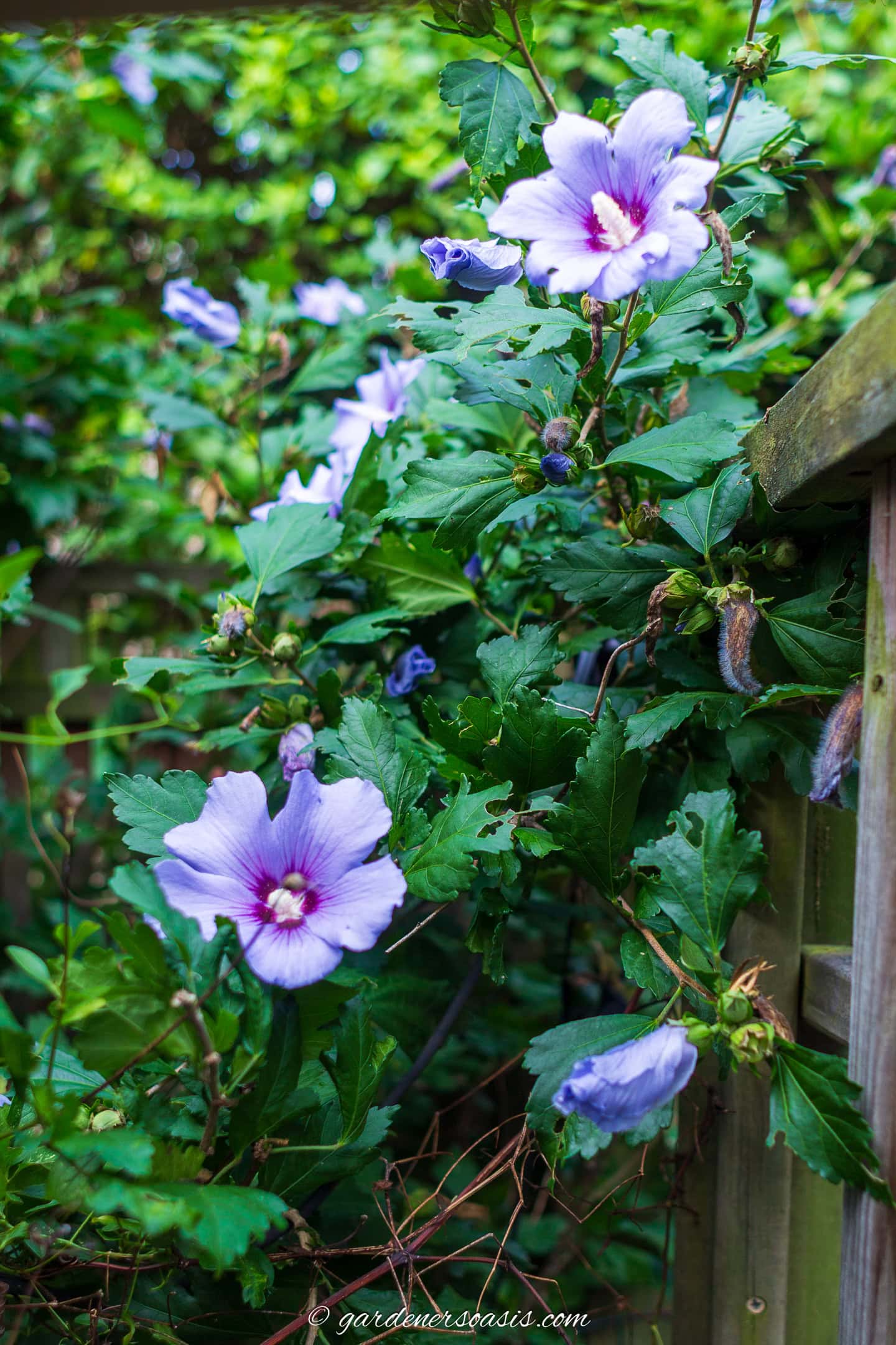 blue satin rose of sharon flowers