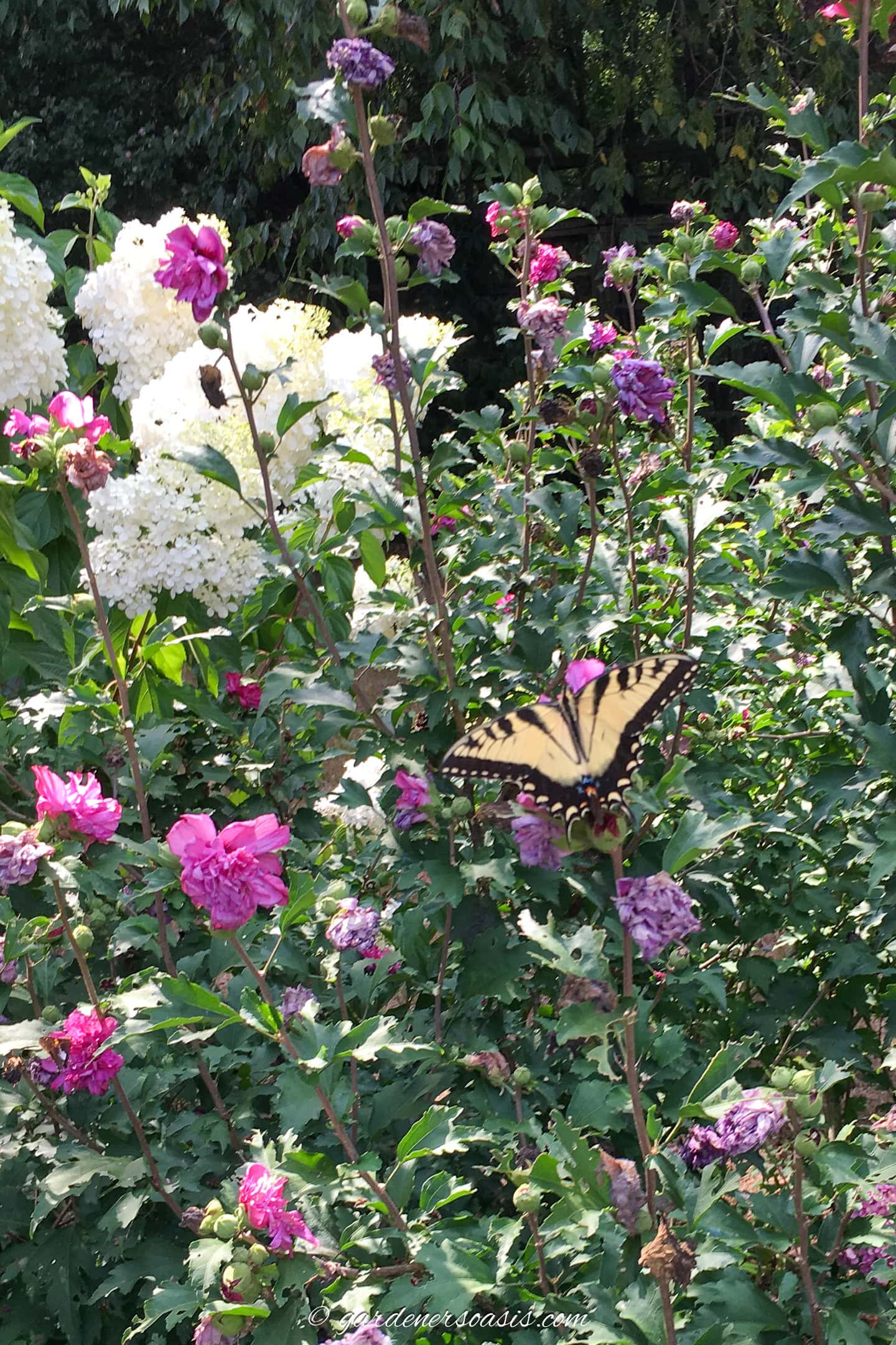 A butterfly on a rose of sharon bush