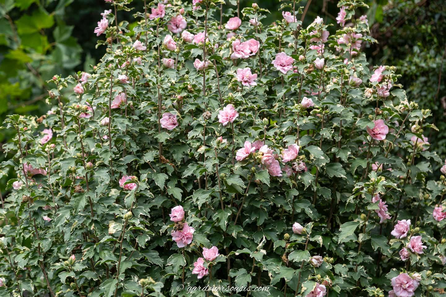 A dense bush with numerous pink hibiscus flowers and green leaves, pictured outdoors in a garden setting.