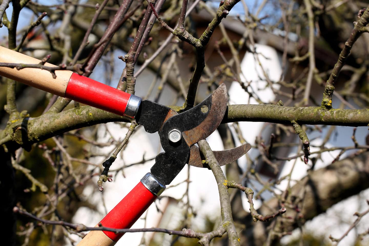 A pair of red-handled pruning shears cutting a branch from a leafless tree outdoors.