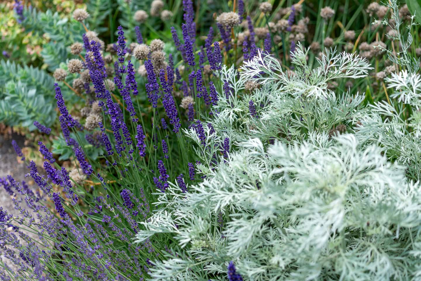 A garden bed with blooming purple lavender, green succulents, and silvery-white artemisia foliage.