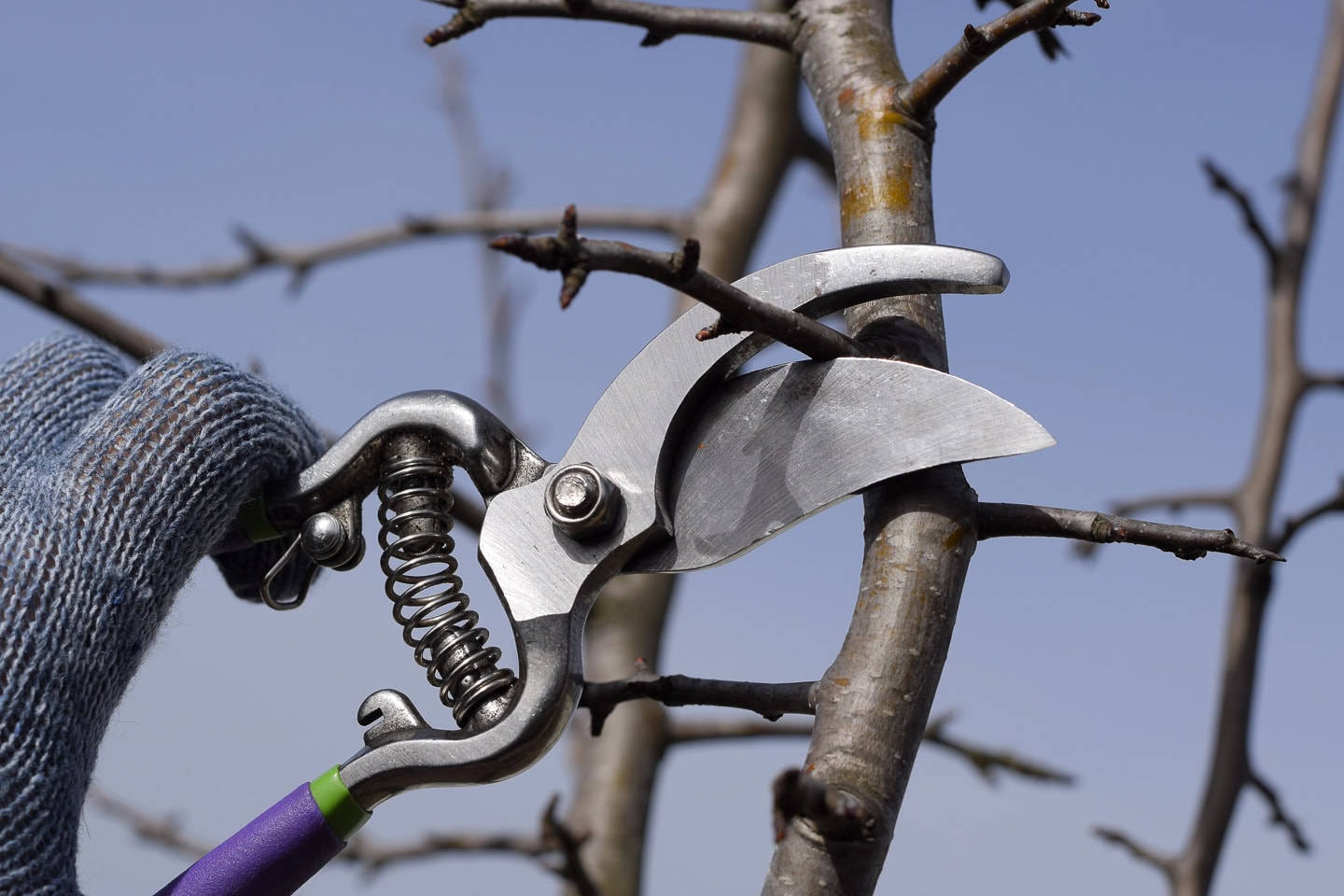 A gloved hand uses metal pruning shears to cut a small branch from a tree against a clear sky background.