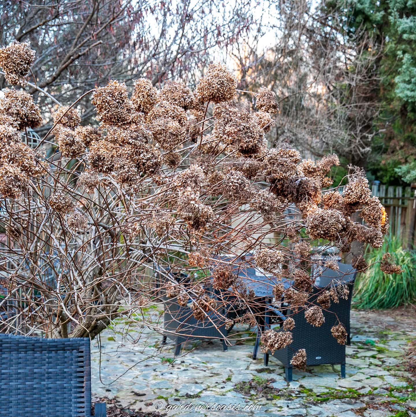 A shrub with clusters of dried flowers stands in a garden with stone paving, surrounded by patio chairs and trees in the background.