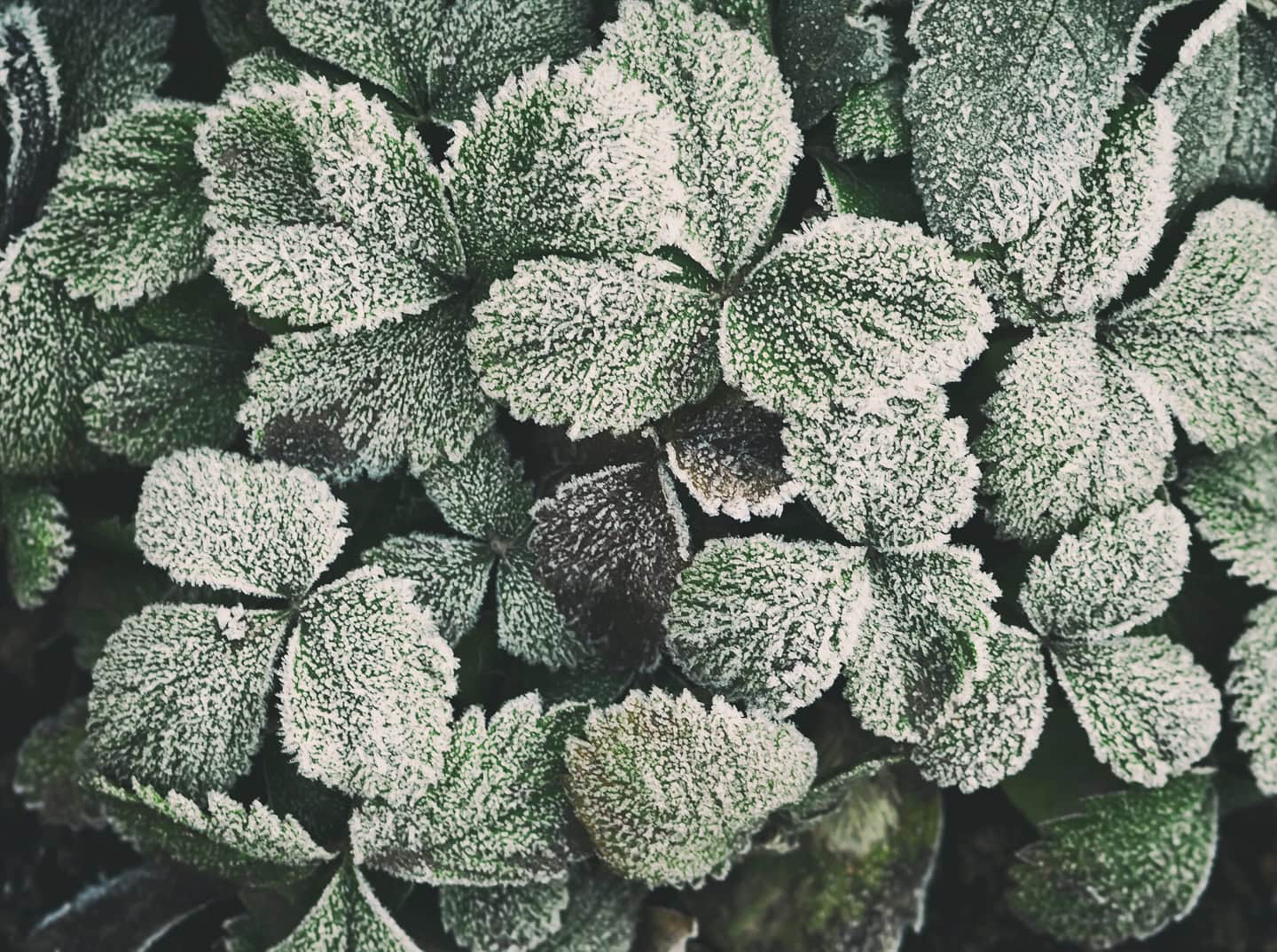 Close-up of green leaves covered with a layer of white frost, creating a textured pattern across the foliage.