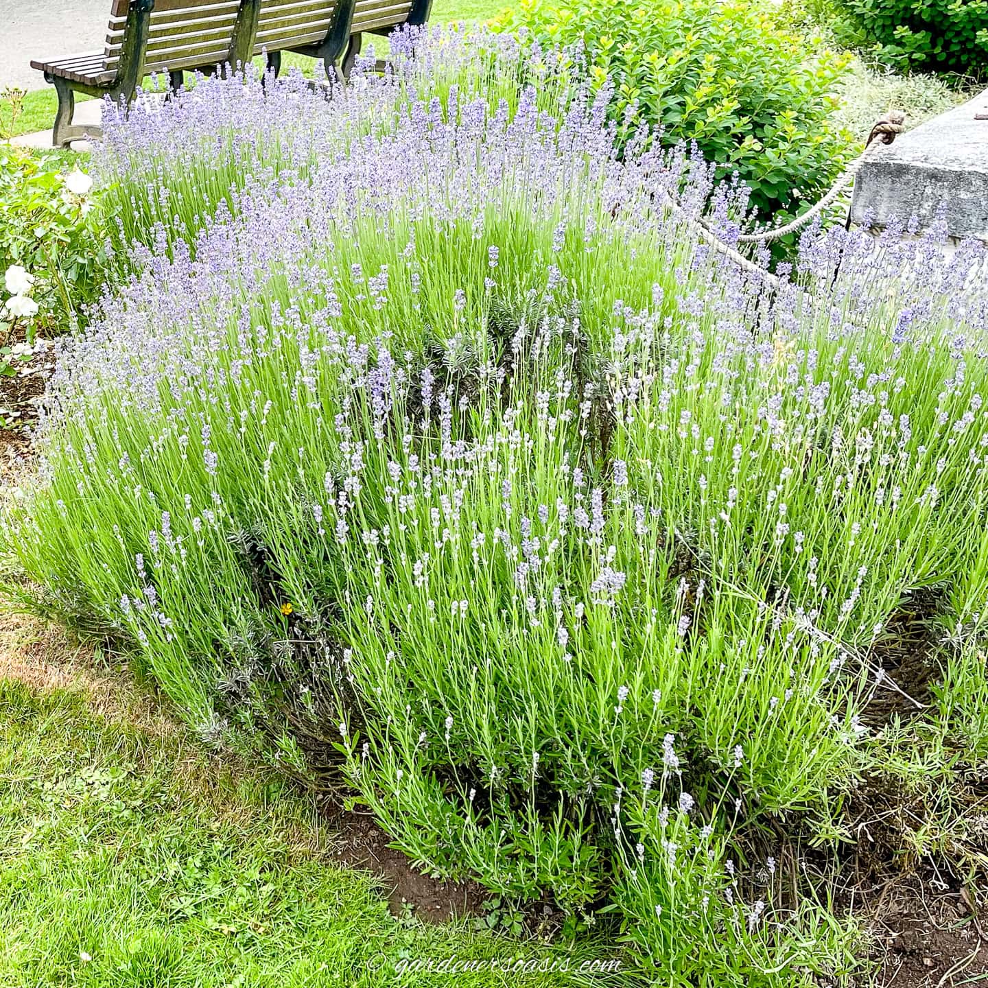 A dense bush of blooming lavender with purple flowers grows beside a wooden bench in a garden setting.