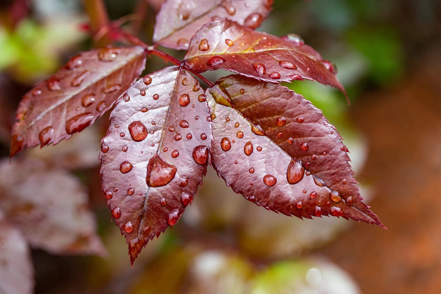 Close-up of red rose leaves with water droplets on their surface, set against a blurred natural background.