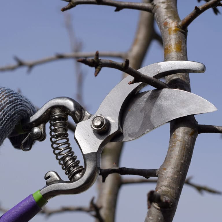 A small branch being pruned from a tree