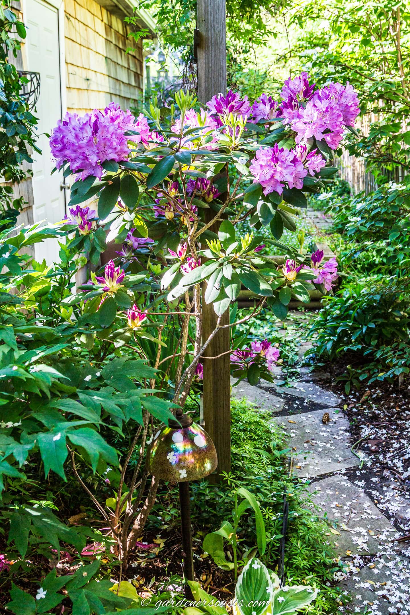 A blooming rhododendron with purple flowers grows next to a stone pathway in a shaded garden, surrounded by green foliage.
