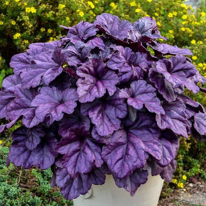 The Best New Plants For 2019