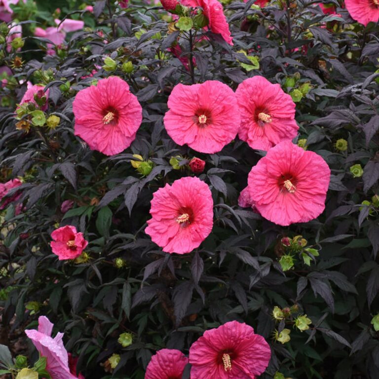 10 Of The Best New Perennials For 2020