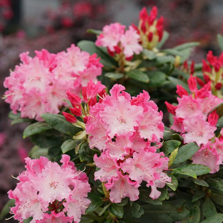 13 Of The Best New Shrubs For 2020