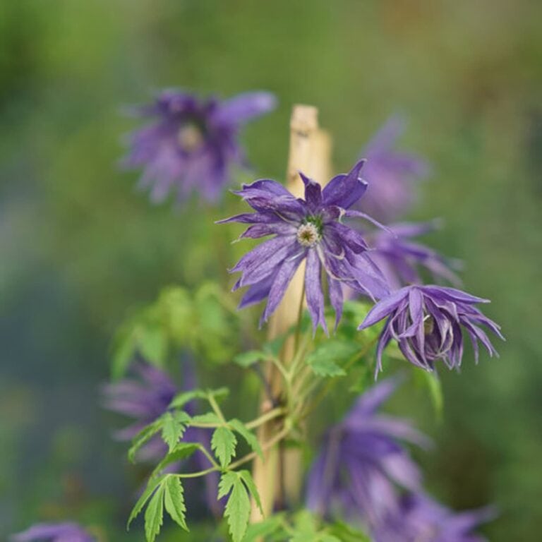 Best New Perennials For 2021