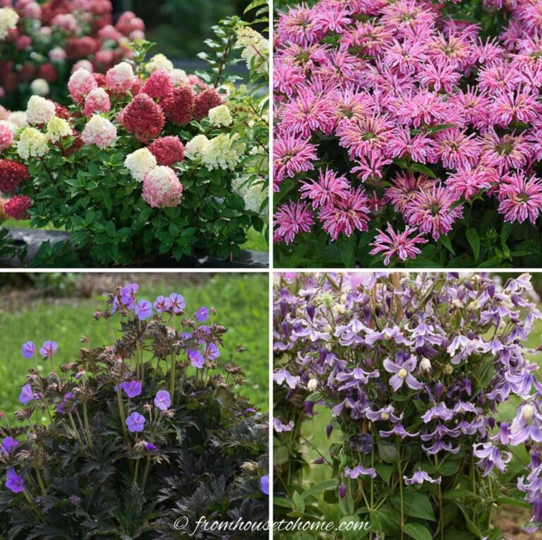 The Best New Plants For 2022