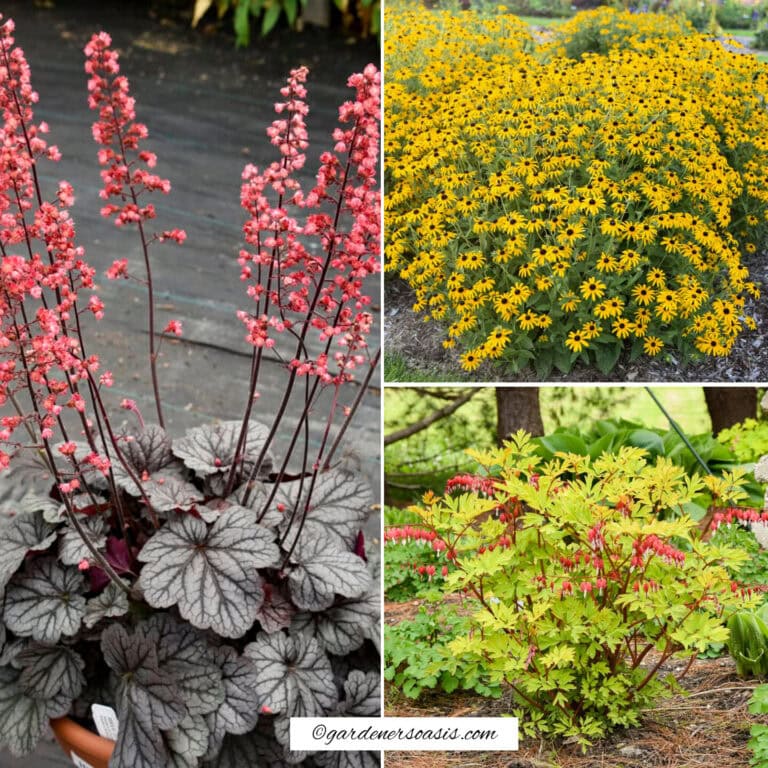 Must-try New Plants For 2026