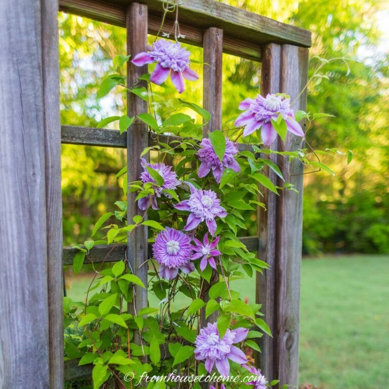 10 Easy DIY Garden Trellis Ideas