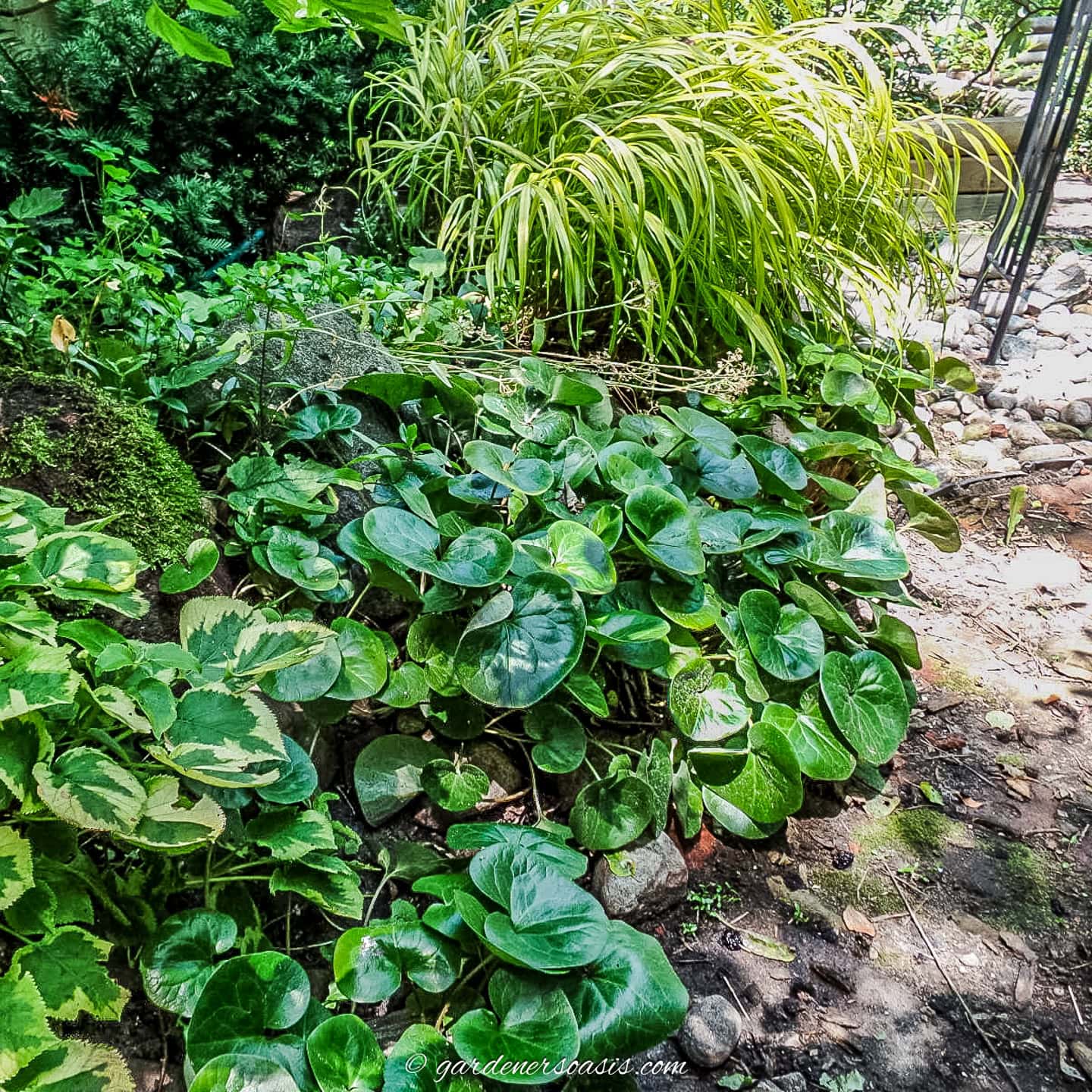 European Ginger growing along the edge of a shade garden pathway