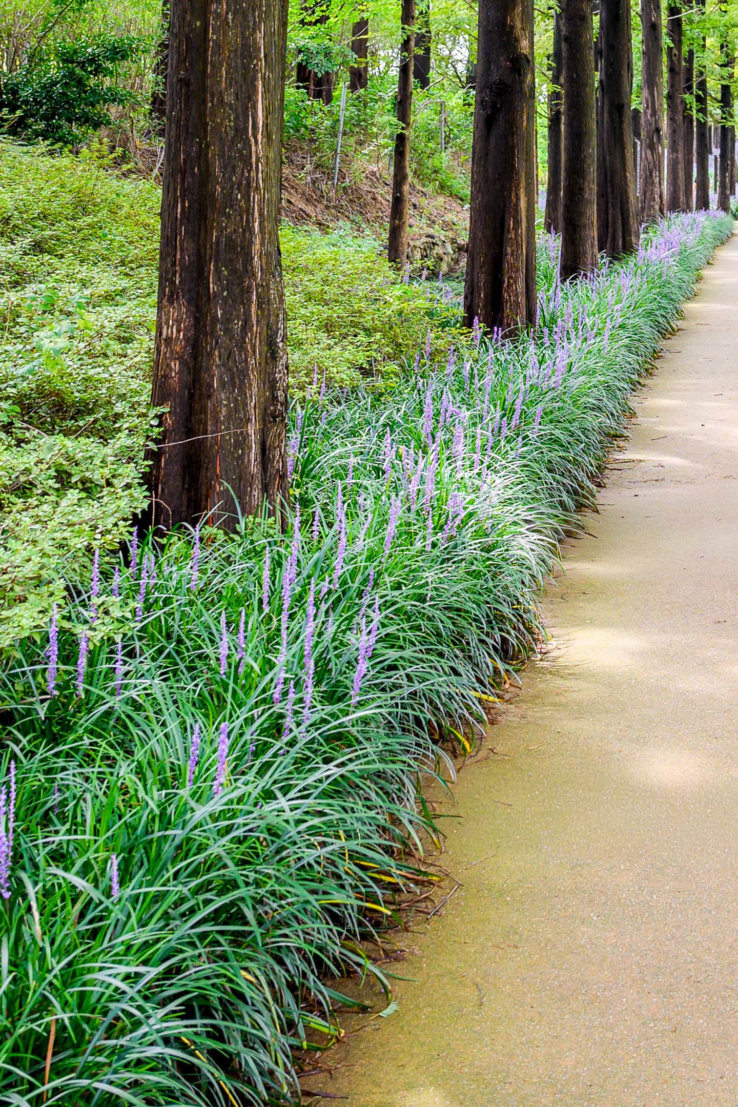 A row of Monkey Grass edging a sidewalk in the shade