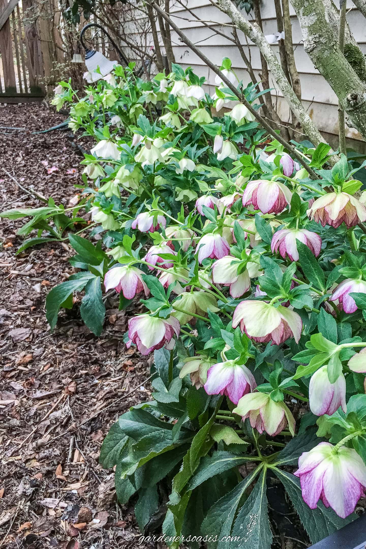 A row of Hellebores growing along the edge of a mulch path