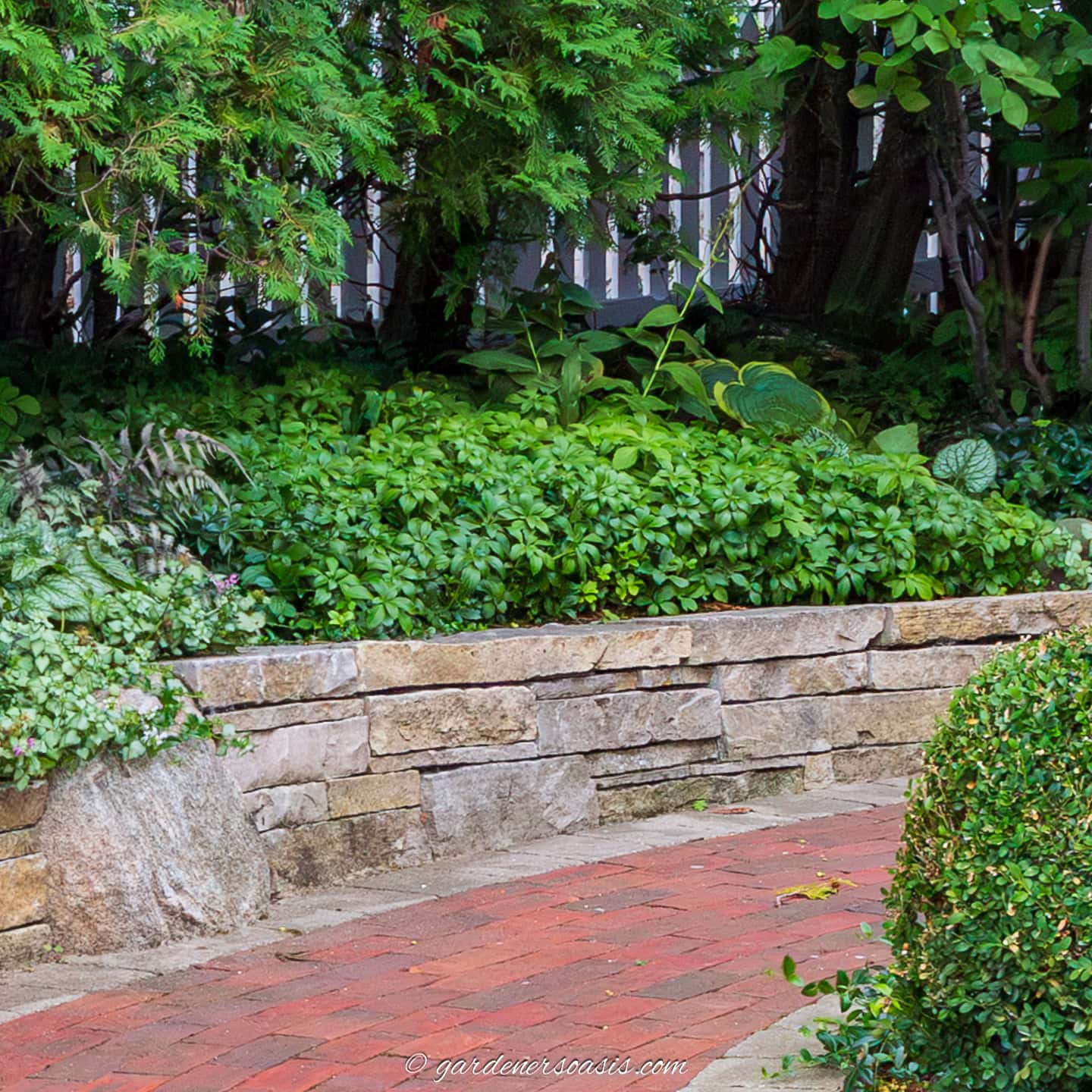 Pachysandra growing along the edge of a retaining wall beside a brick pathway