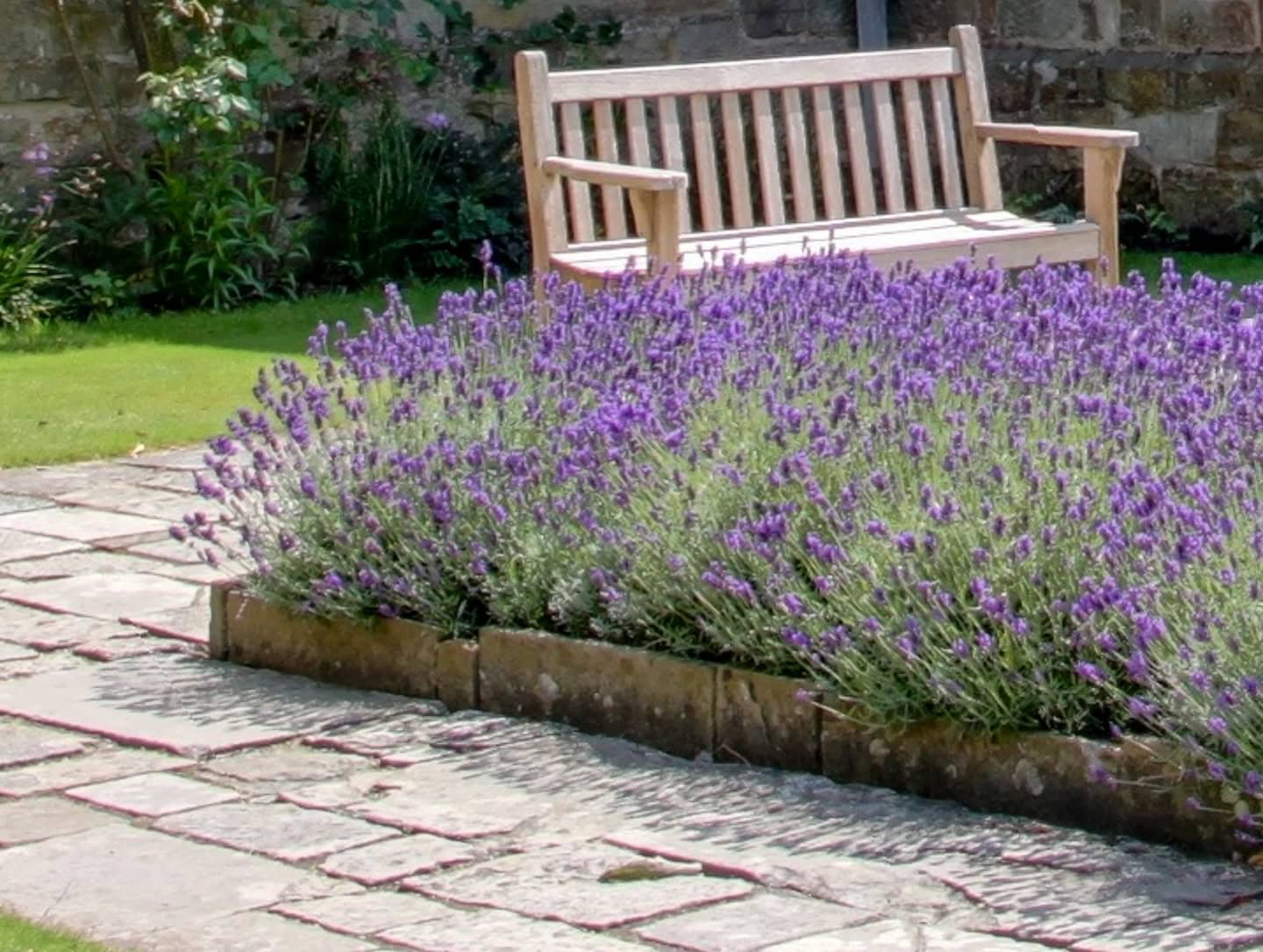A wooden bench sits behind a rectangular bed of blooming lavender flowers on a stone patio in a garden.