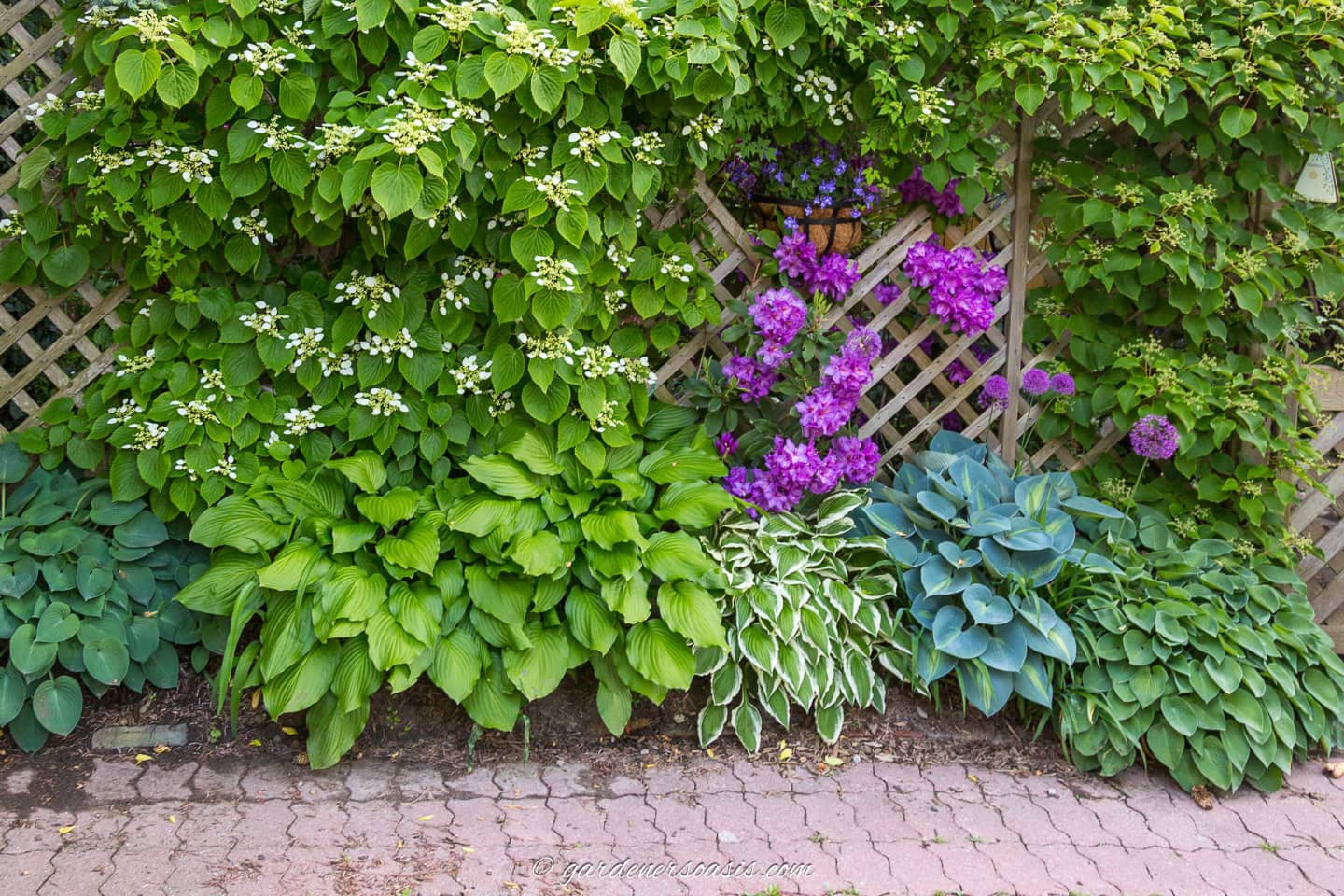 Hostas growing along the edge of a brick driveway
