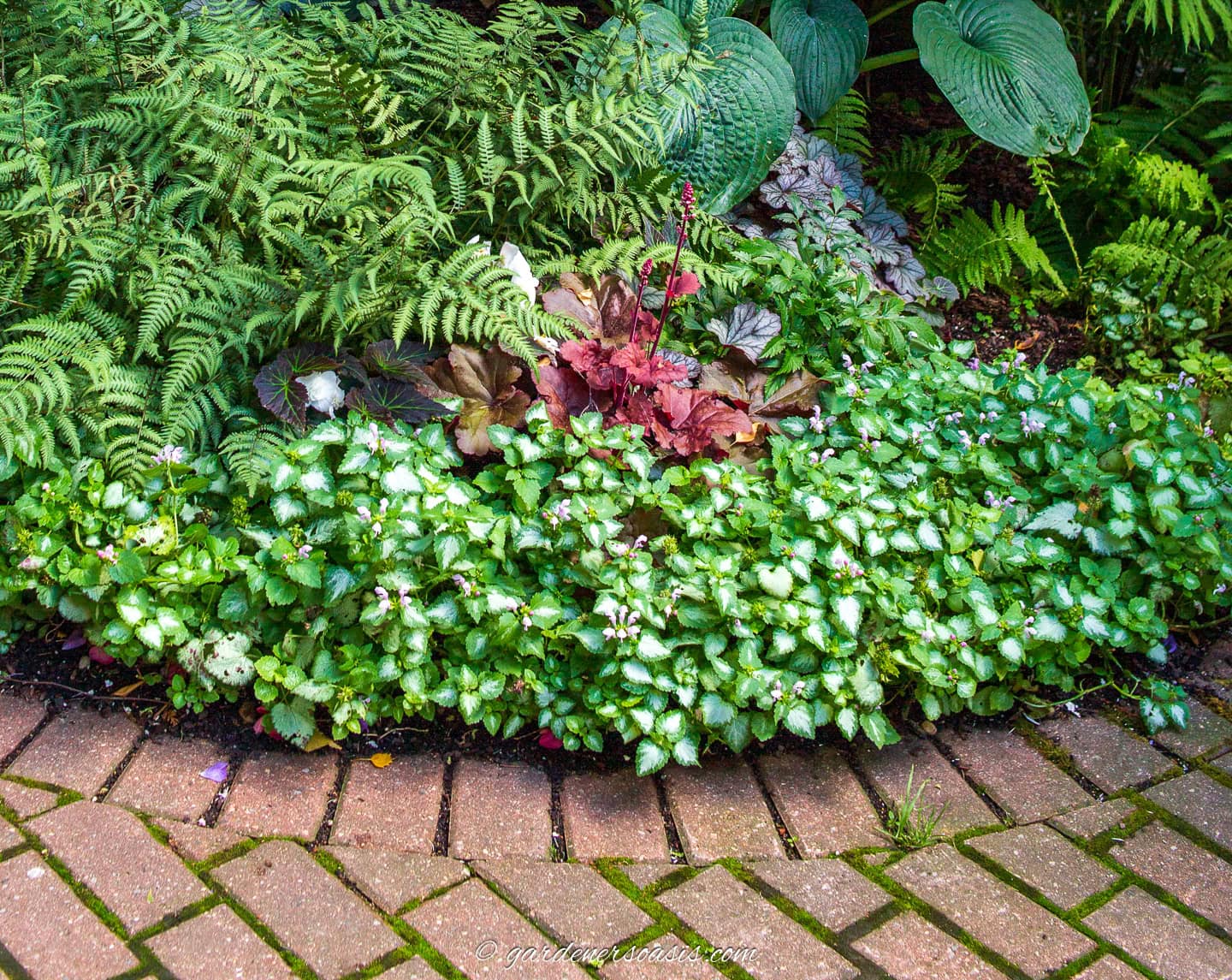 Lamium growing at the edge of a shady flower bed beside a brick walkway