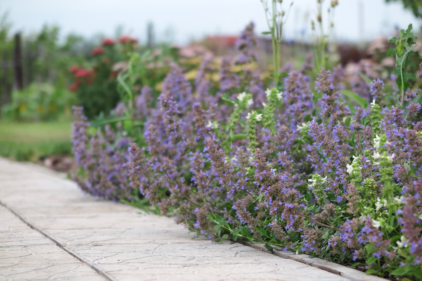Blooming catmint (Nepeta x faassenii 'Blue Wonder') planted along a path in the summer garden