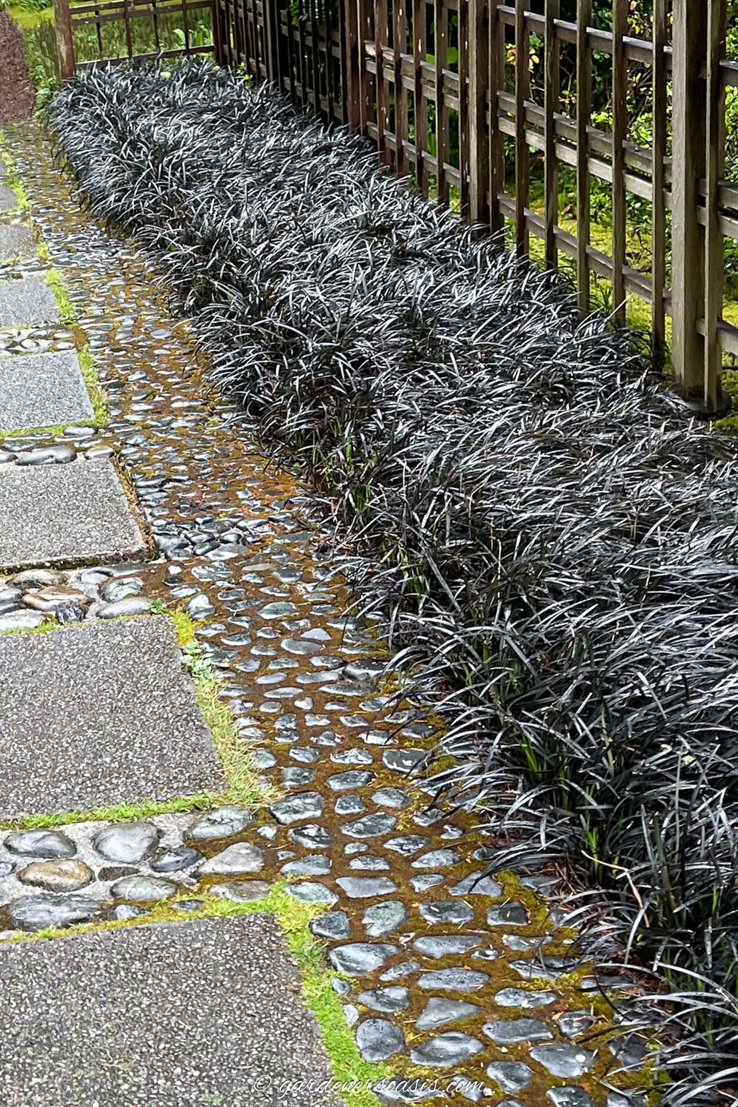 Black mondo grass edging a walkway at the Bloedel Reserve in Seattle