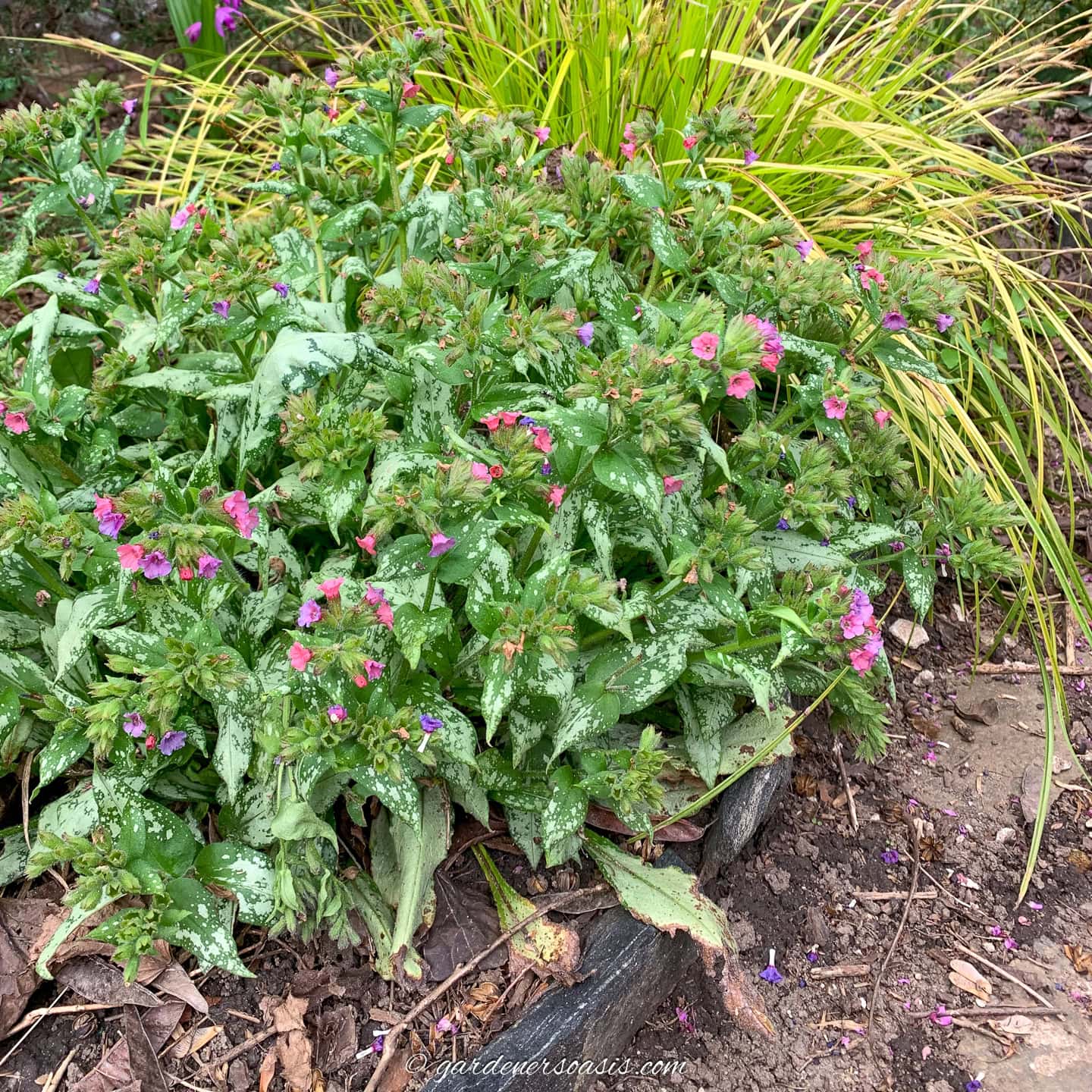 Pulmonaria growing with Japanese Sedge along the edge of a patio