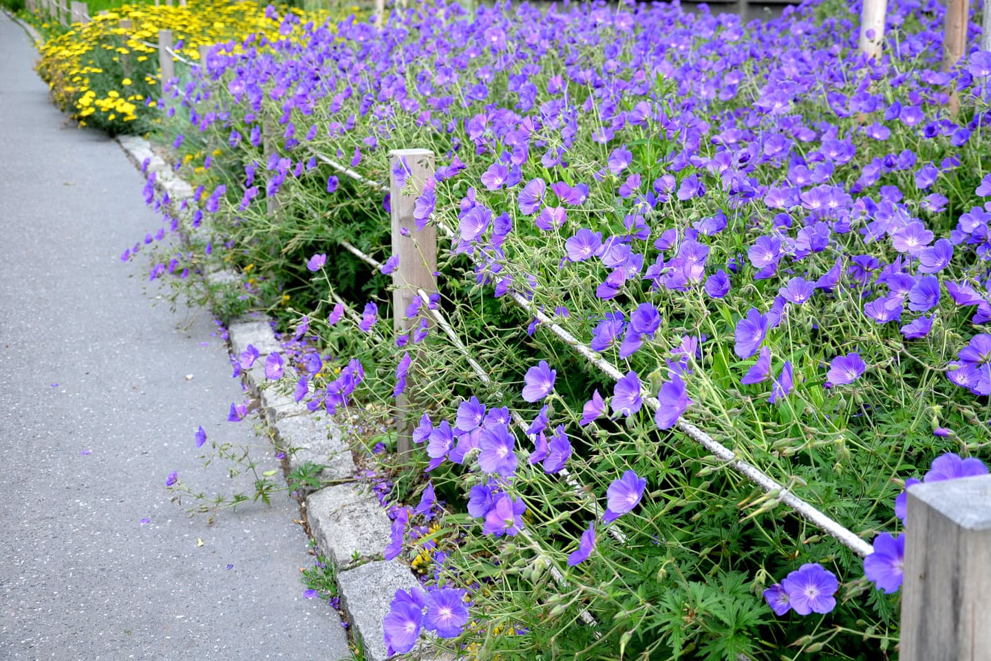 perennial geraniums planted along a sidewalk