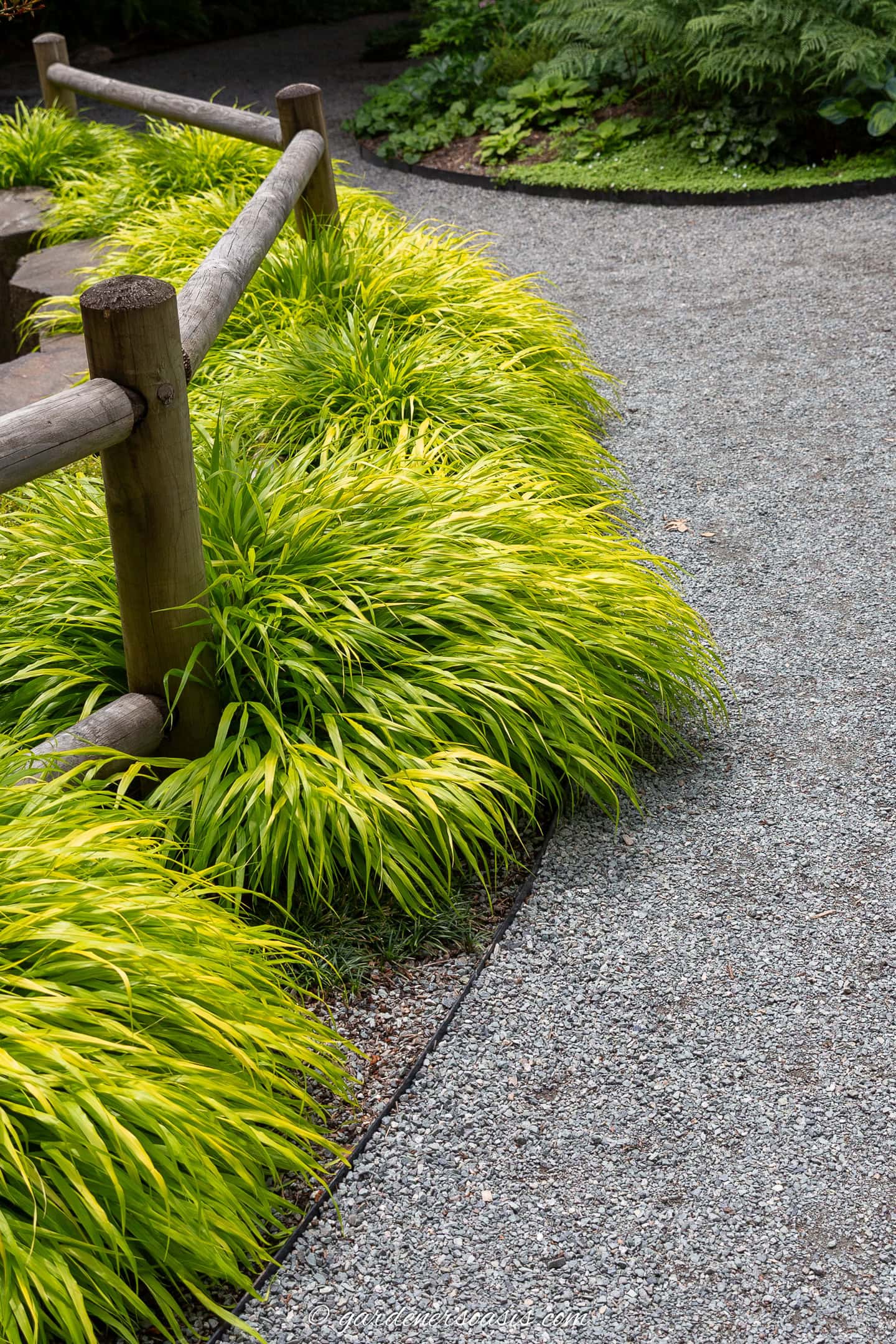 Japanese Sedge growing along the edge of a gravel path at Bellevue Botanical gardens in Seattle