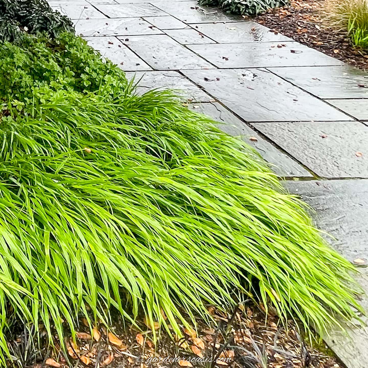 Japanese Forest Grass growing along the edge of a sidewalk