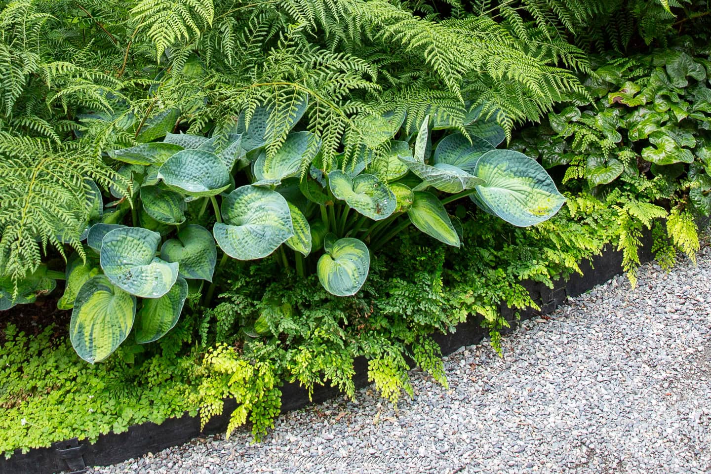 Hostas and larger ferns growing above maiden hair fern edging a gravel path