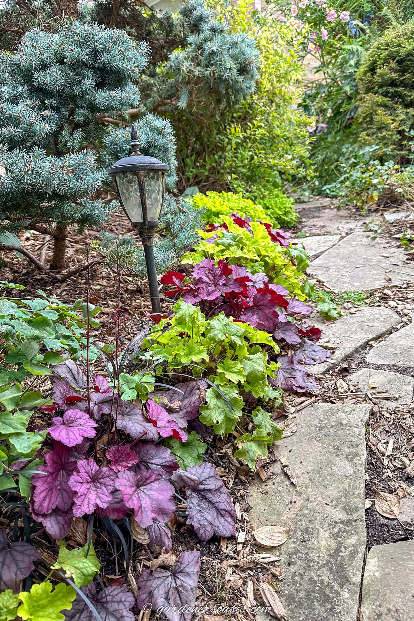 Purple and green coral bells growing in a garden bed along a flagstone path