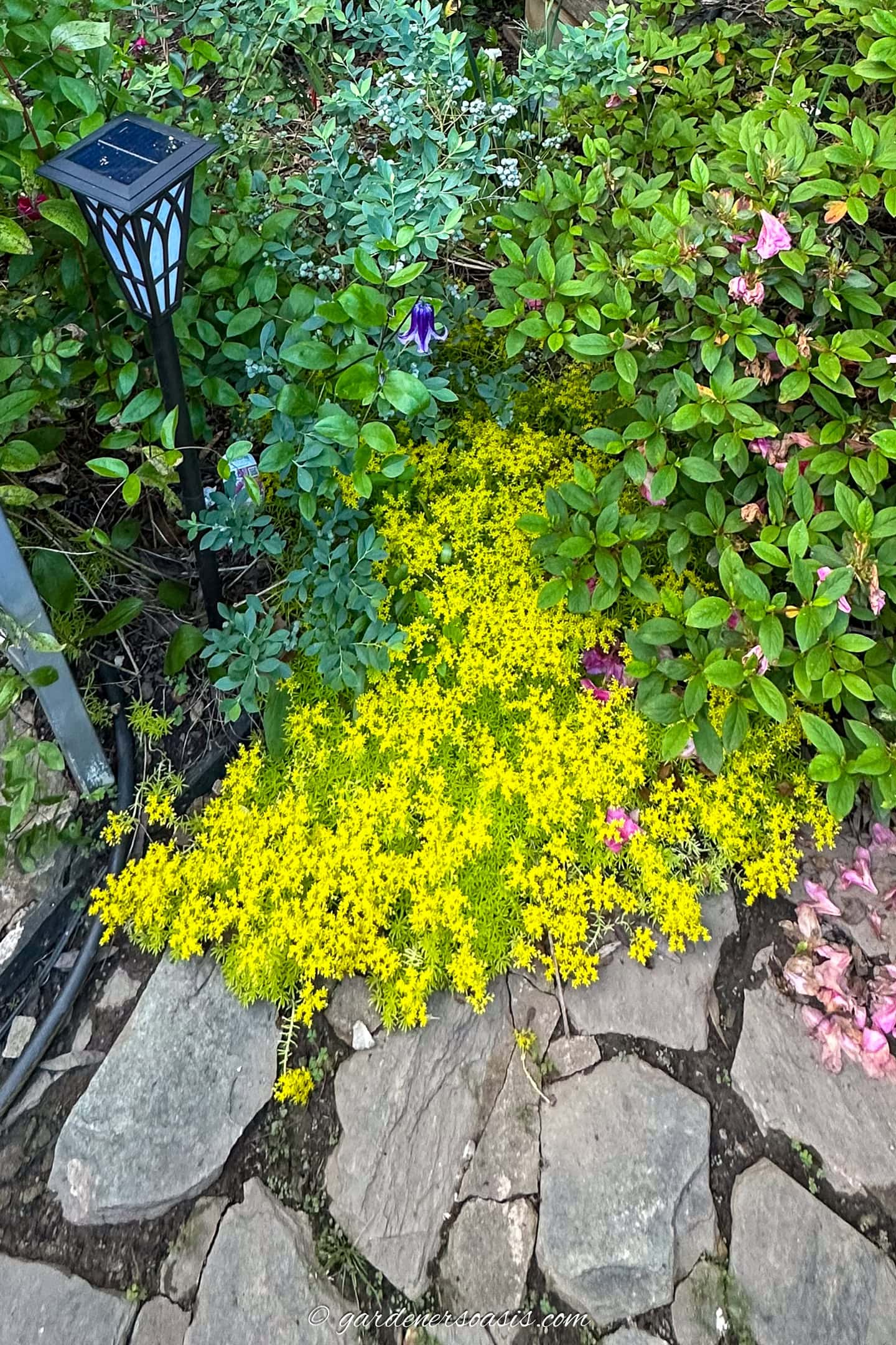 lemon coral sedum growing at the edge of a flagstone walkway