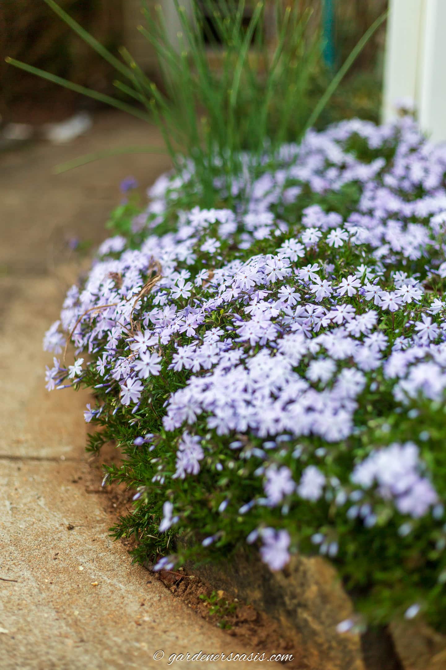 Creeping phlox growing over the edge of a garden bed beside a sidewalk