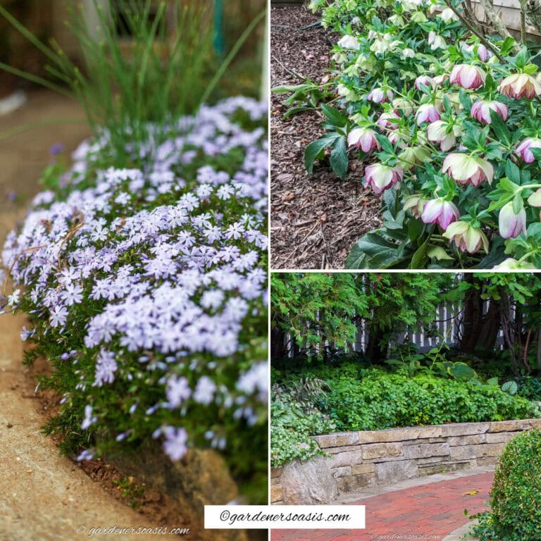 17 Low-Maintenance Edging Plants For Your Garden