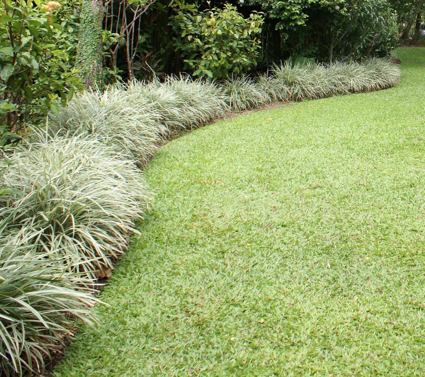 variegated mondo grass growing along the edge of a lawn