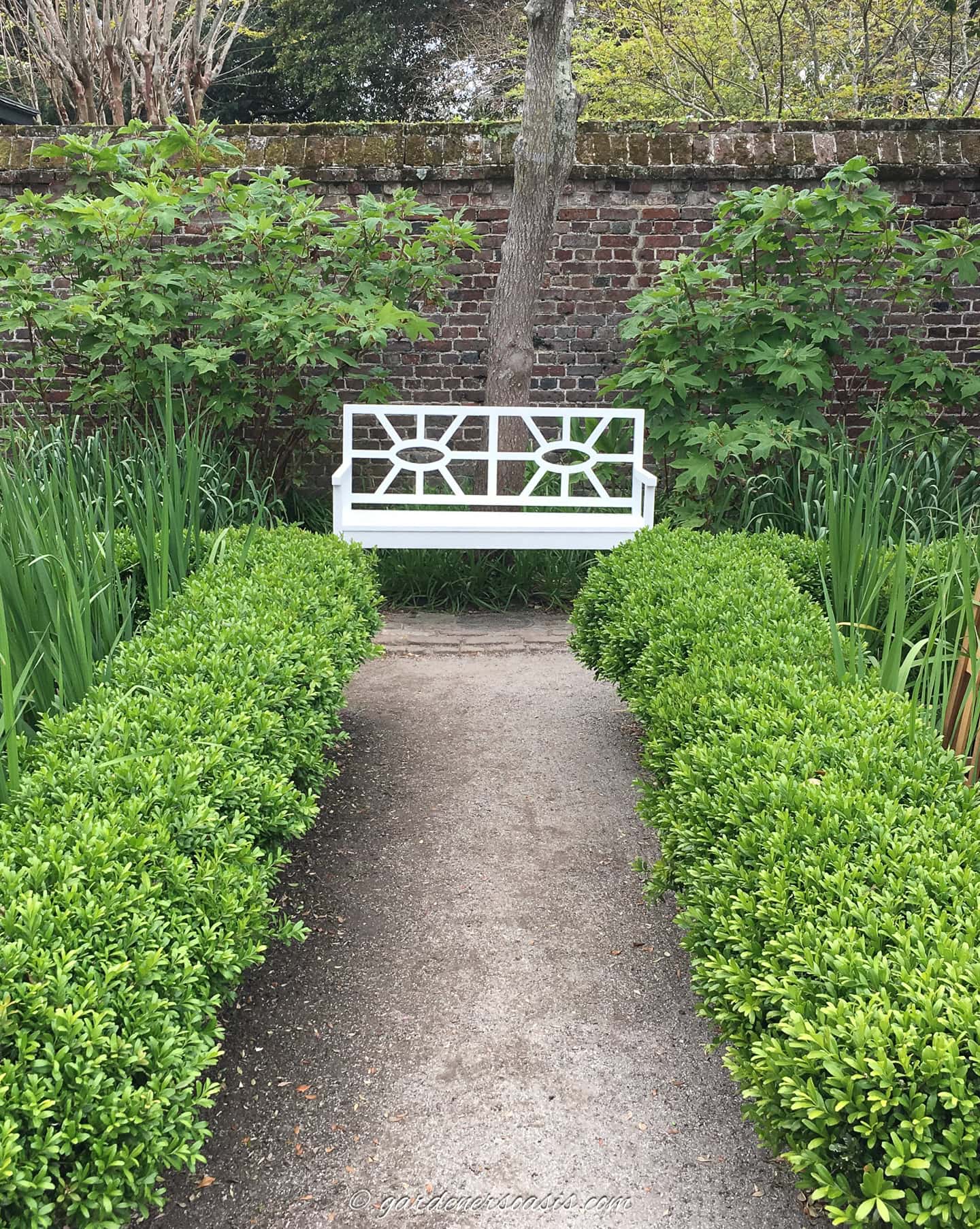 A white garden bench sits at the end of a gravel path, surrounded by neatly trimmed green hedges and leafy plants, with a brick wall and trees in the background.