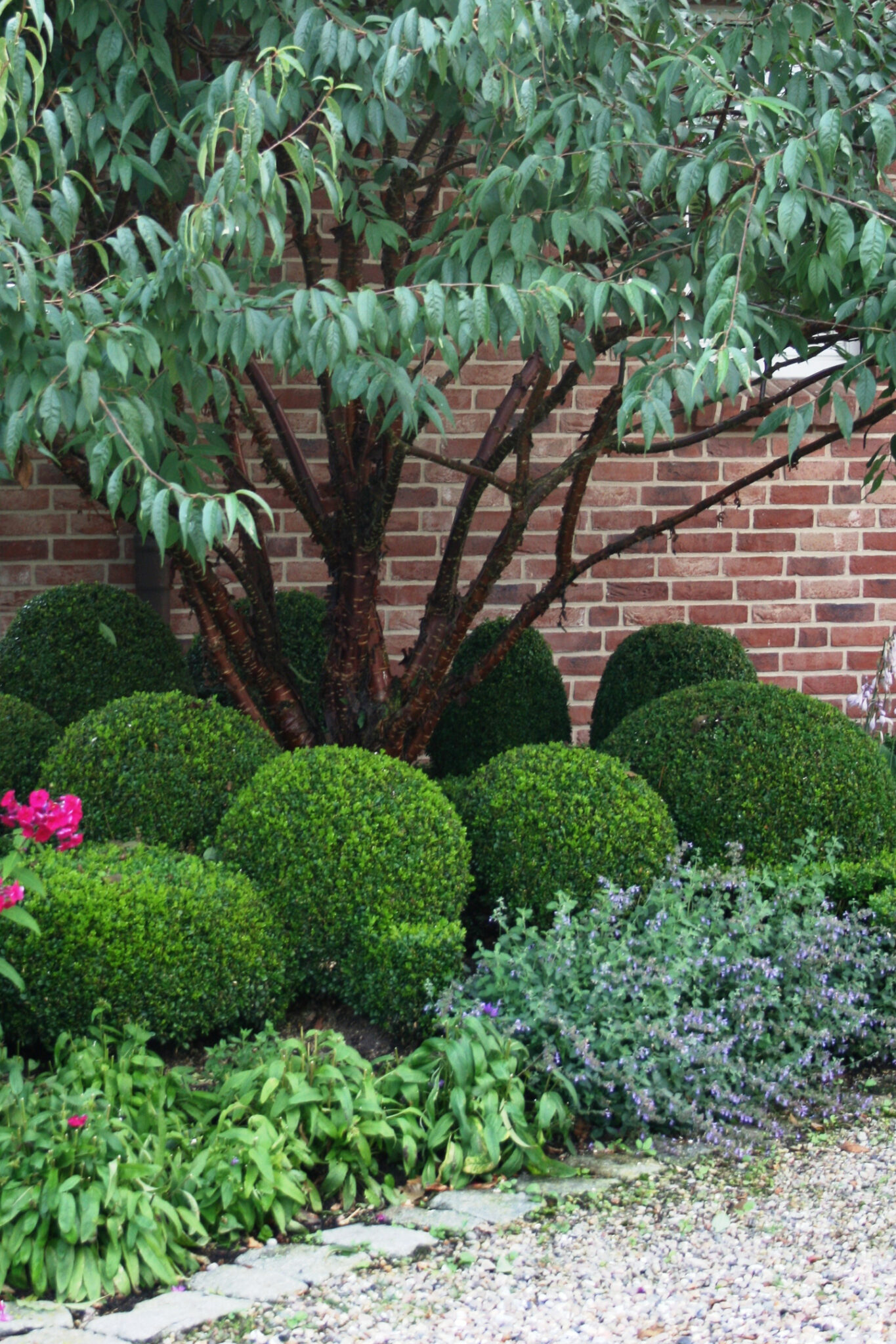Boxwoods For Structure 24 Boxwood Landscaping Ideas To Add Structure And Style To Your Garden