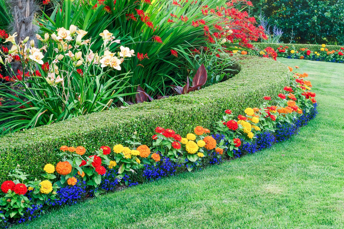 A neatly trimmed hedge borders a garden bed with colorful flowers including red, orange, yellow, and blue blooms, surrounded by green grass.