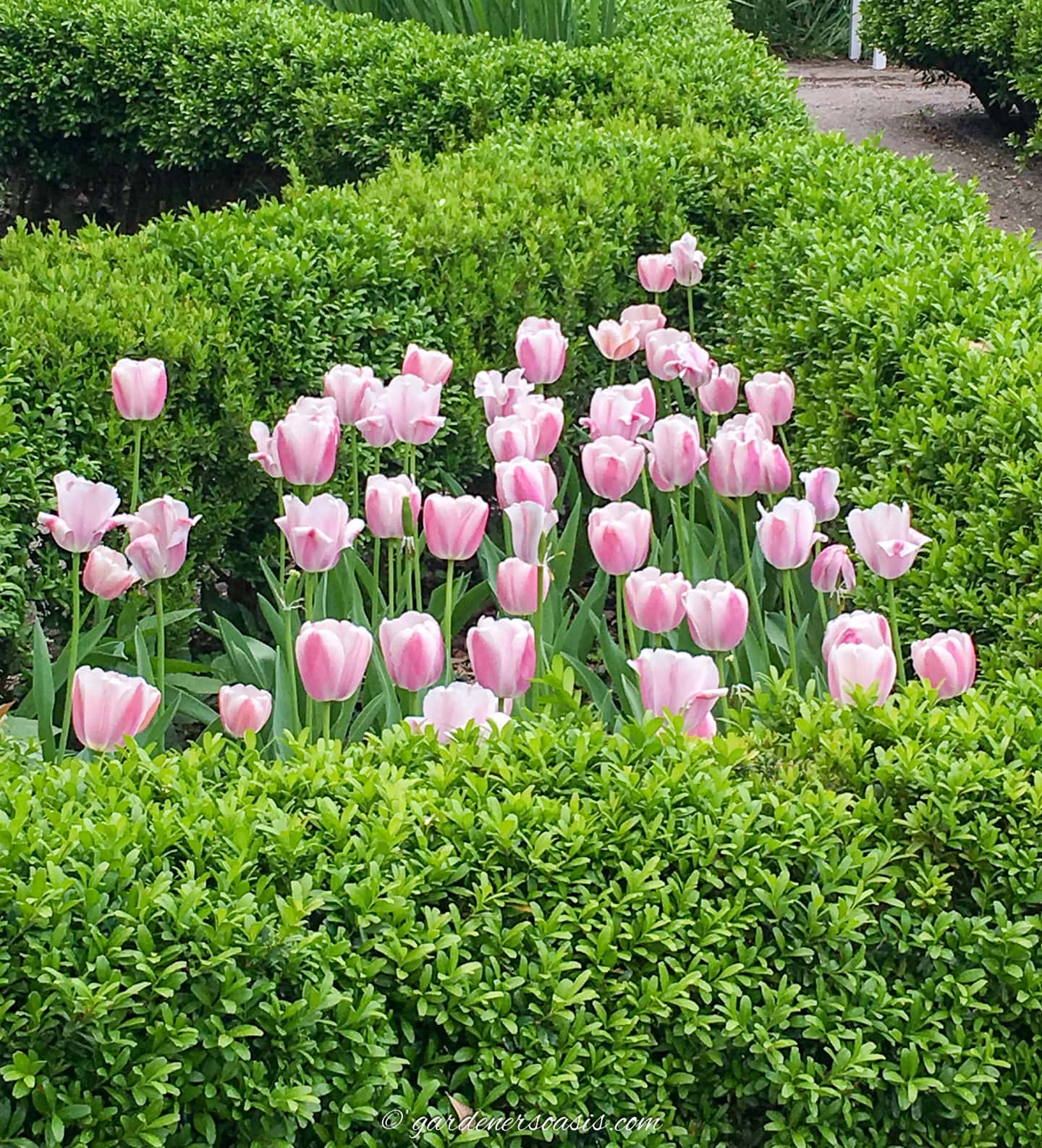 tulips blooming in the middle of a boxwood hedge