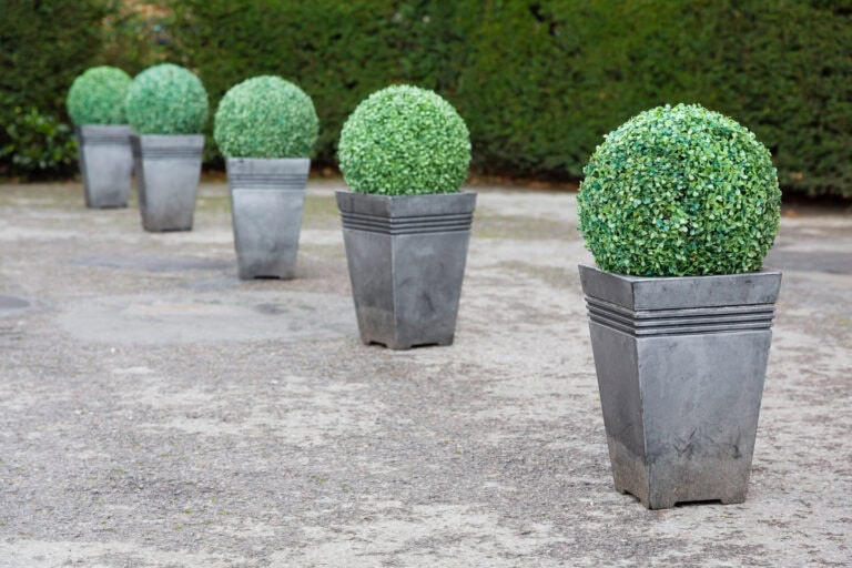 Boxwoods For Structure 24 Boxwood Landscaping Ideas To Add Structure And Style To Your Garden