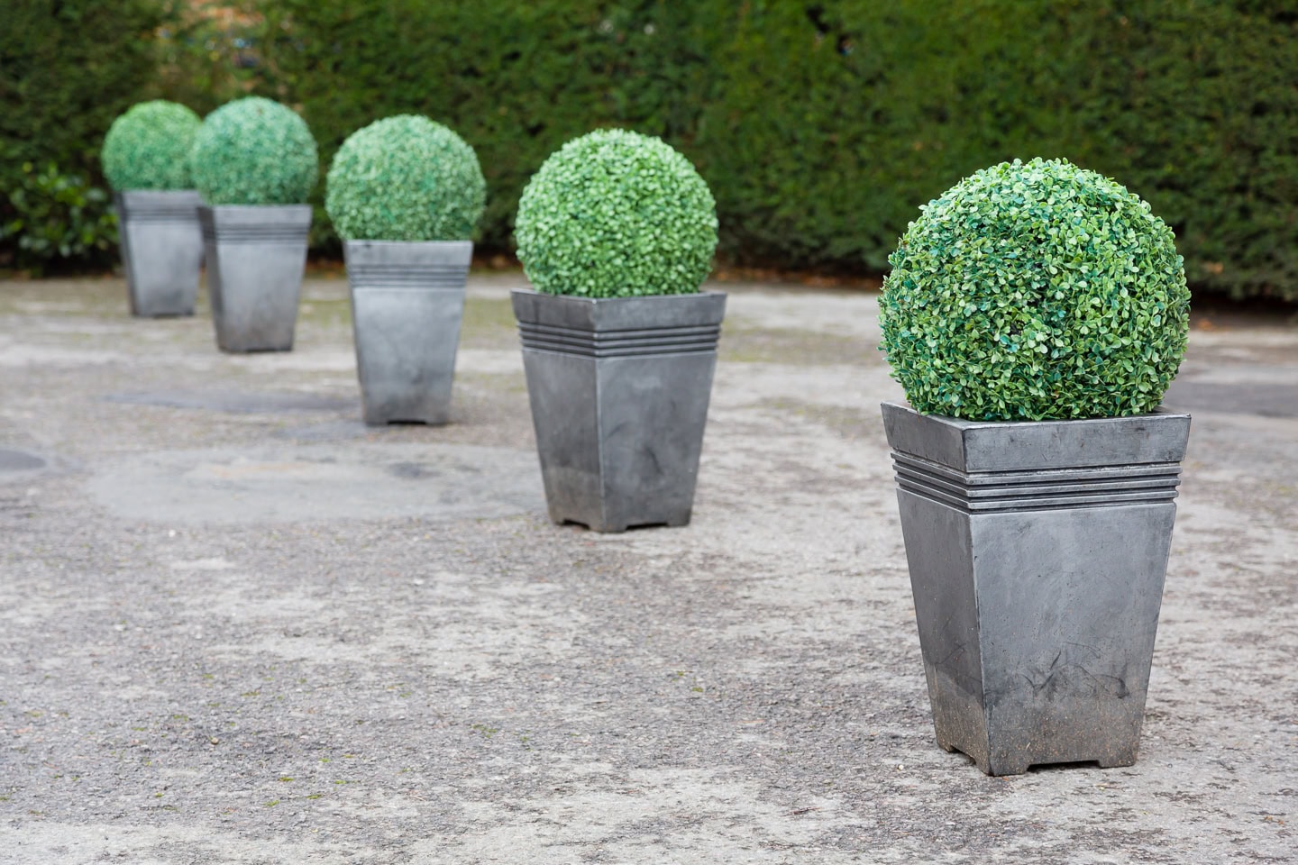 Five gray square planters with neatly trimmed round green shrubs are arranged in a row on a paved outdoor area with green hedges in the background.