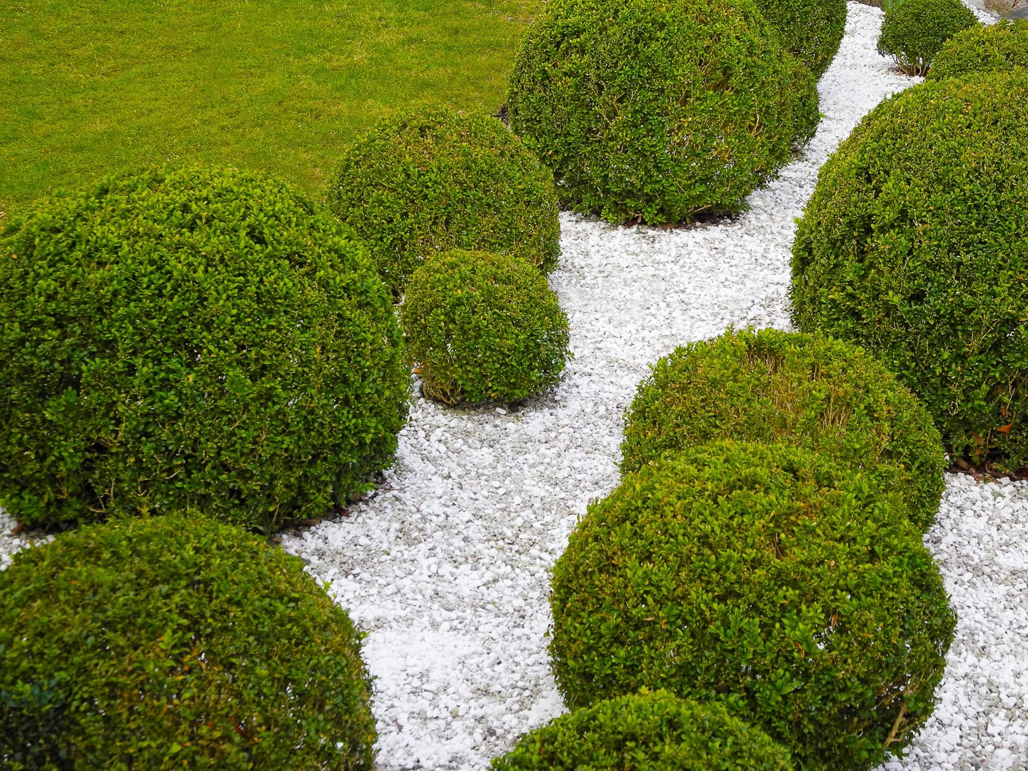 Round green shrubs are arranged along a winding path covered with white gravel, bordered by a well-maintained grassy lawn.