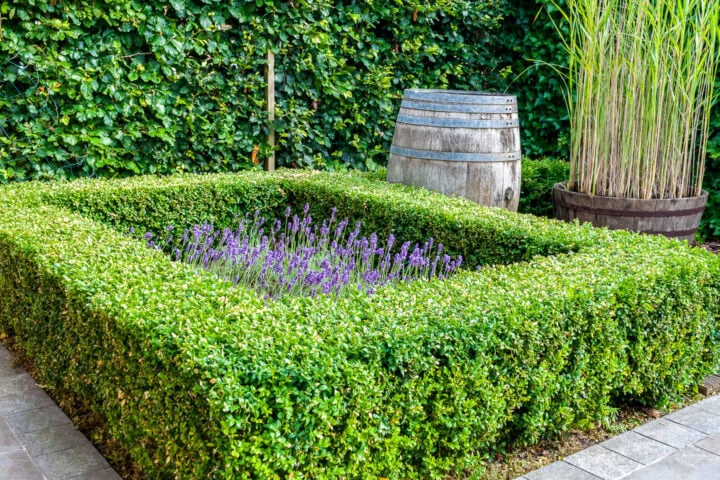 Boxwoods For Structure 24 Boxwood Landscaping Ideas To Add Structure And Style To Your Garden