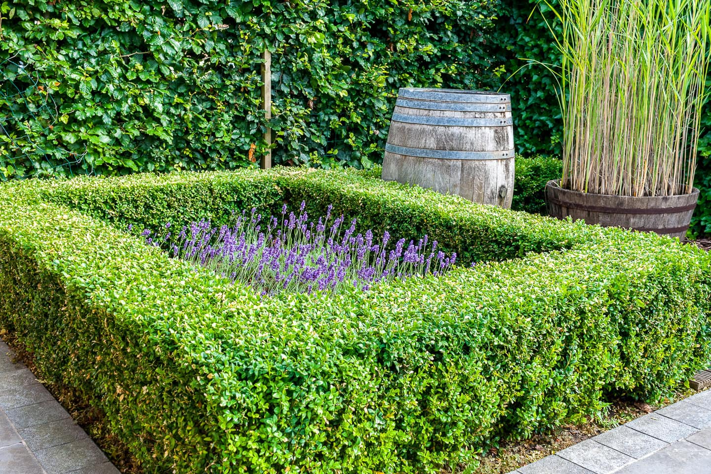 A neatly trimmed boxwood hedge forms a square around blooming lavender plants, with a wooden barrel and tall grass in the background.