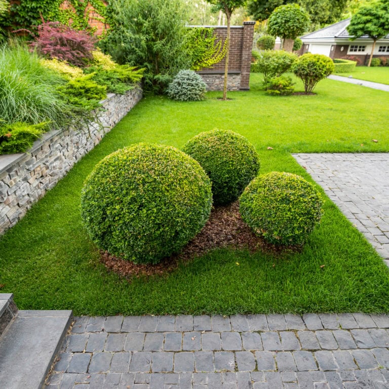 Three different-sized boxwood balls used as a focal point in a corner of the lawn